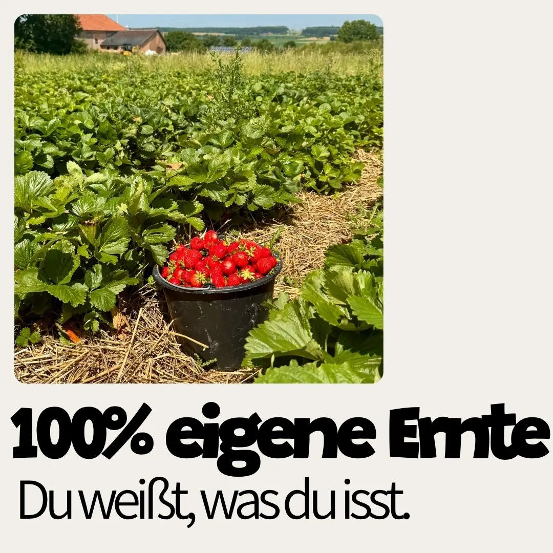 Ein voller Eimer frischer Erdbeeren aus eigener Ernte auf dem Feld.