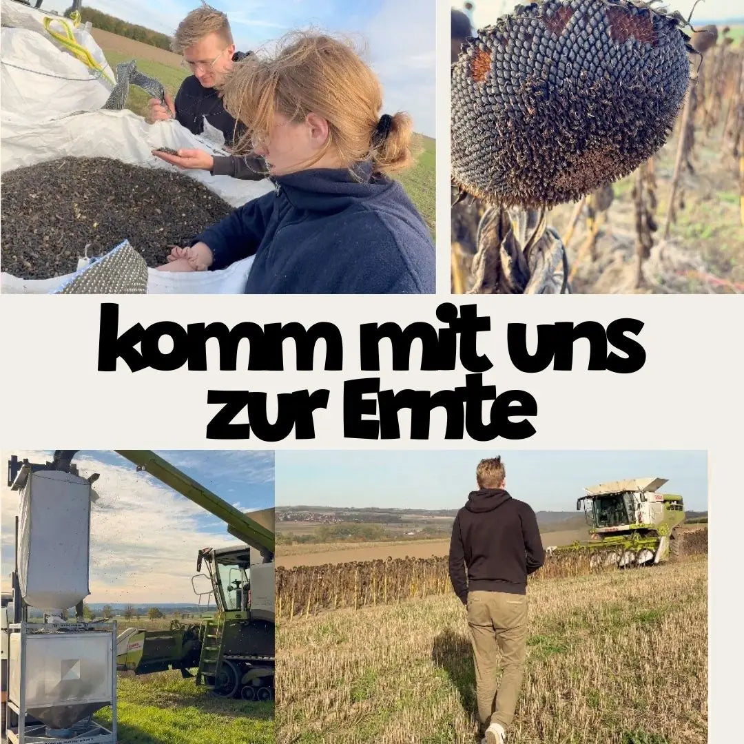 Eigene Sonnenblumenernte in OWL für naturbelassenes Öl. Transparenter Ackerbau direkt vom Hof.