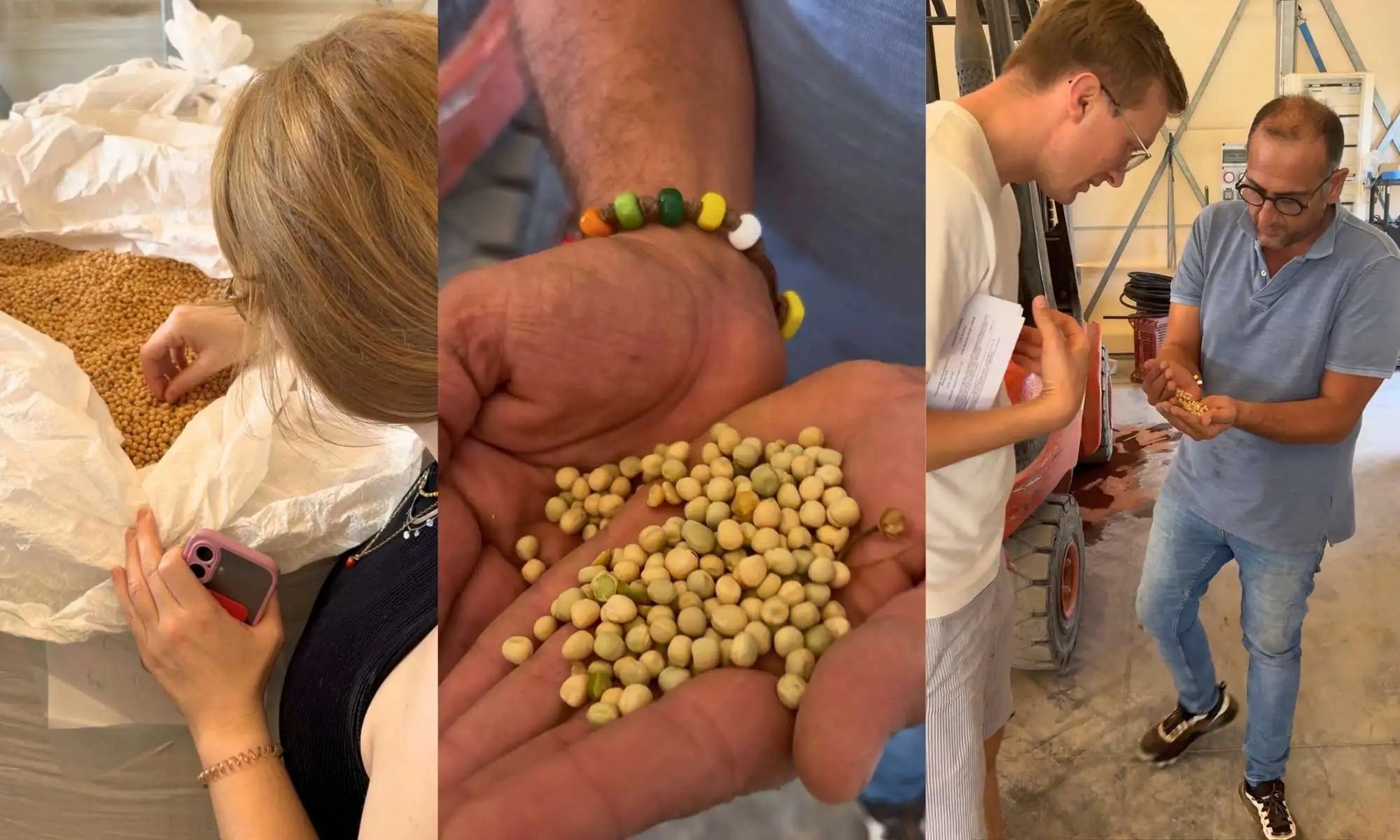 Hochwertige Bio-Kichererbsen für TÄMPTÄSTIC Tempeh direkt beim Erzeuger in Italien.