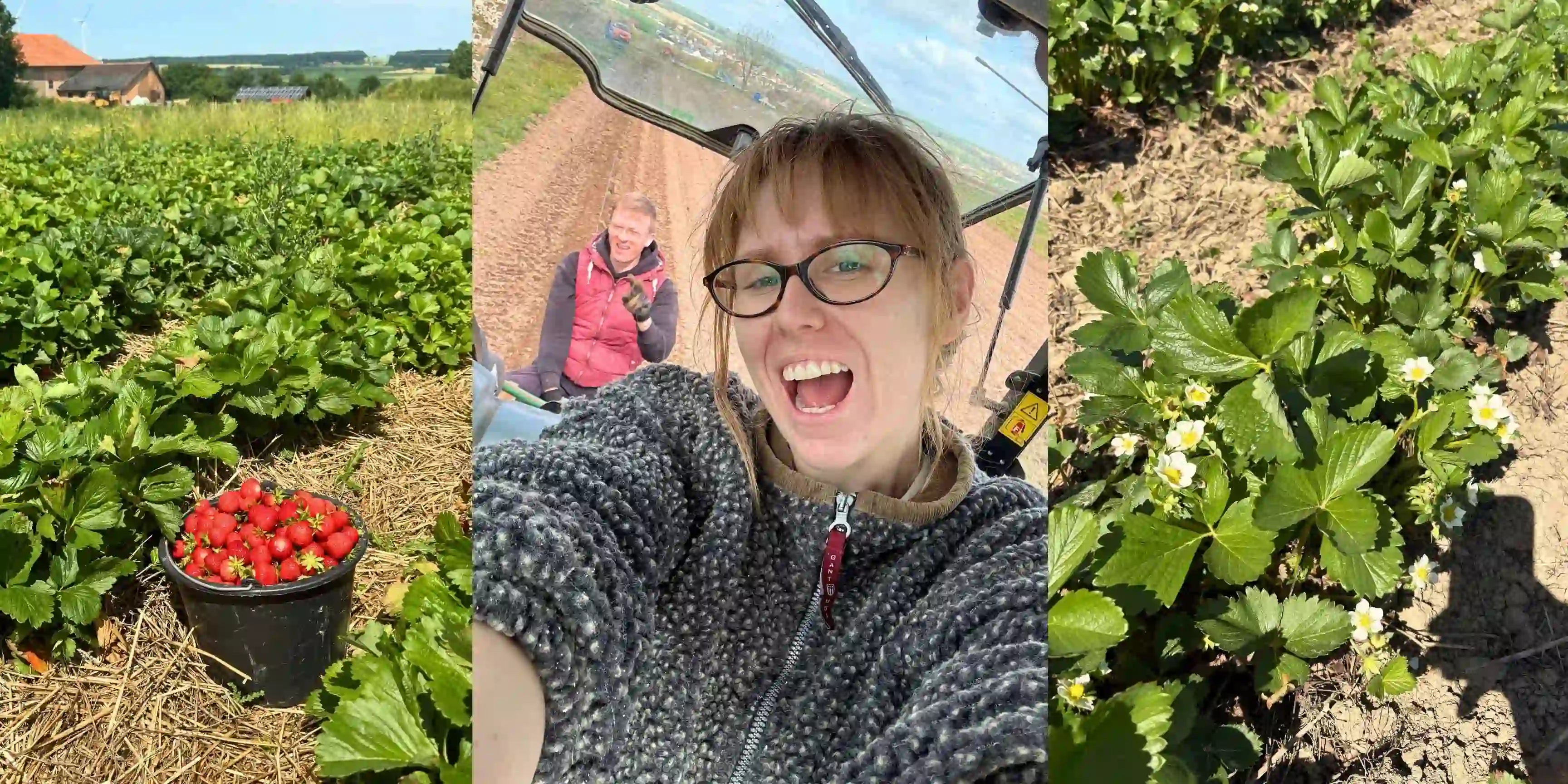 Jana auf dem Traktor und frisch geerntete Erdbeeren auf dem Feld am Berghaus.